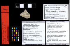 Foto (Objekt + Etiketten) von Paragalathea arcella (Robins, Feldmann, Schweitzer & Bonde, 2016) 